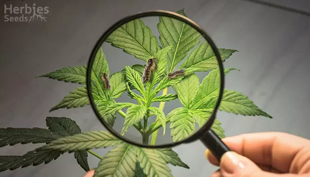 Your guide to fungus gnats and marijuana fungus gnats marijuana