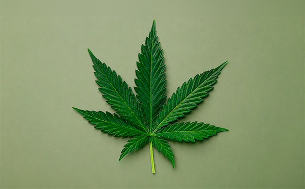 stoney strains – greif zu indica