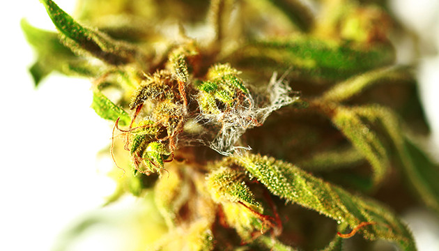 Marihuana-Pflanzenkrankheiten
