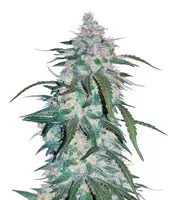 Pineapple Express Auto (Fast Buds) Cannabis-Samen zu verkaufen Pineapple Express Auto (Fast Buds)