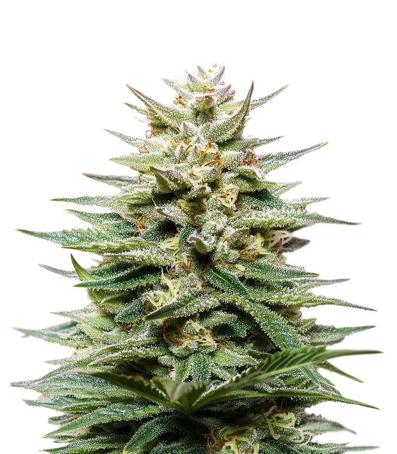 Super Lemon Haze CBD (Green House Seeds)
