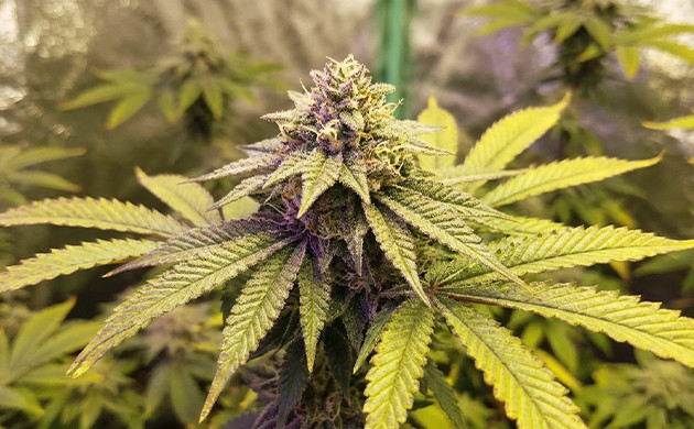 purple cannabis strains