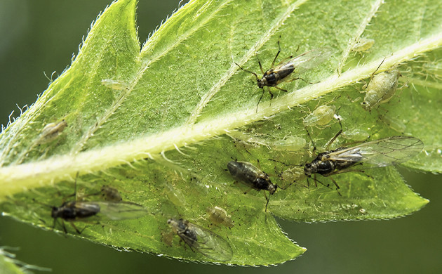 marijuana diseases and deficiencies