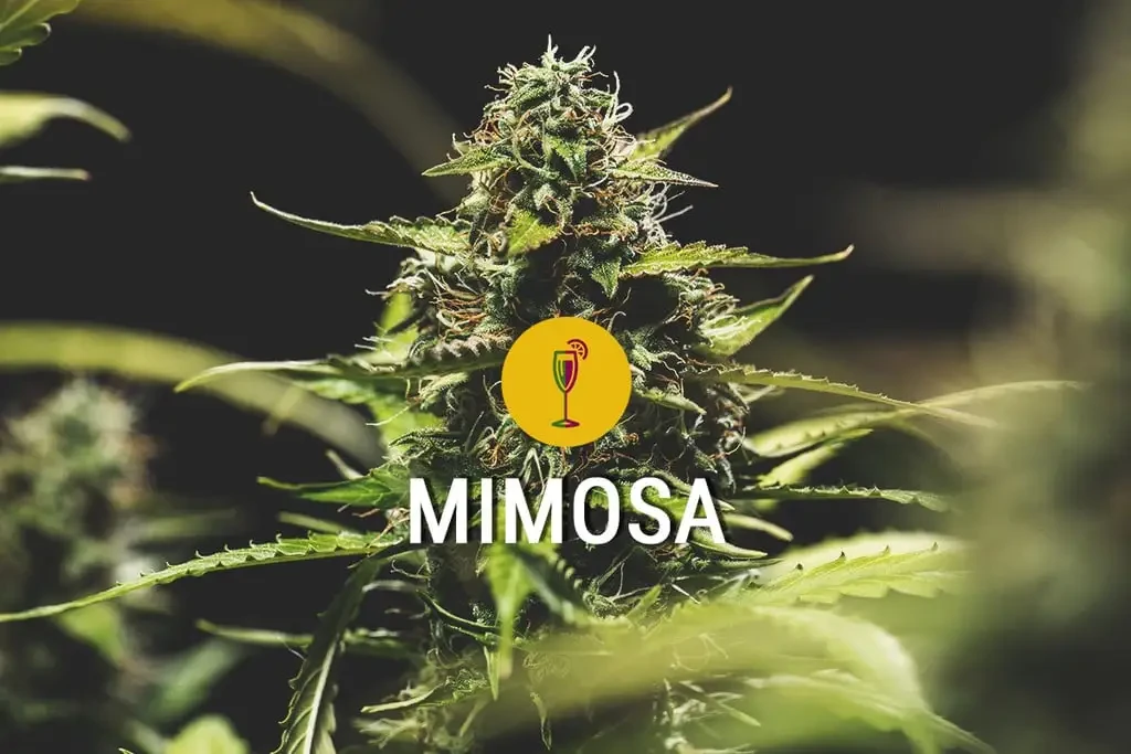 mimosa cannabissorte
