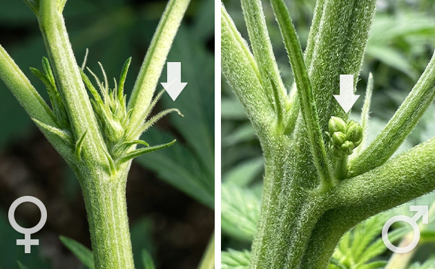 Is your plant a male or a female force flowering cannabis outdoors