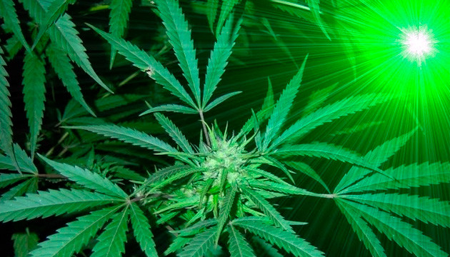 Cannabis blüht nicht