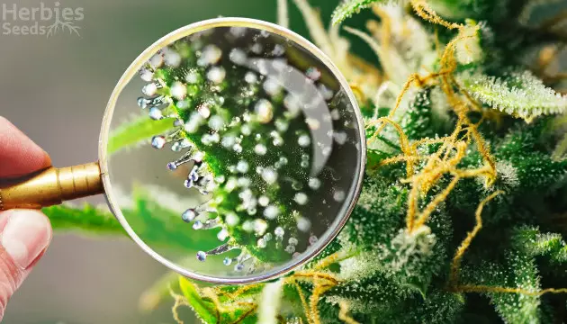 Was sind Trichome?