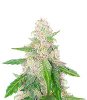 Bay Burger Early Version feminisierte Samen zu verkaufen Bay Burger Early Version (Delicious Seeds)
