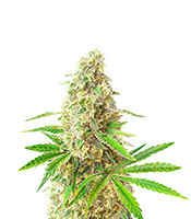 Sunday Punch feminisierte Samen zu verkaufen Sunday Punch (Delicious Seeds)