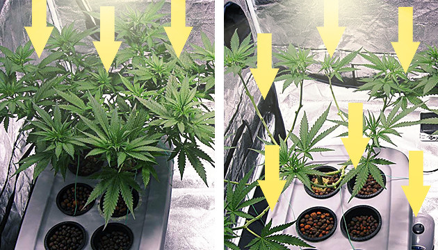 Deleafing Cannabispflanzen
