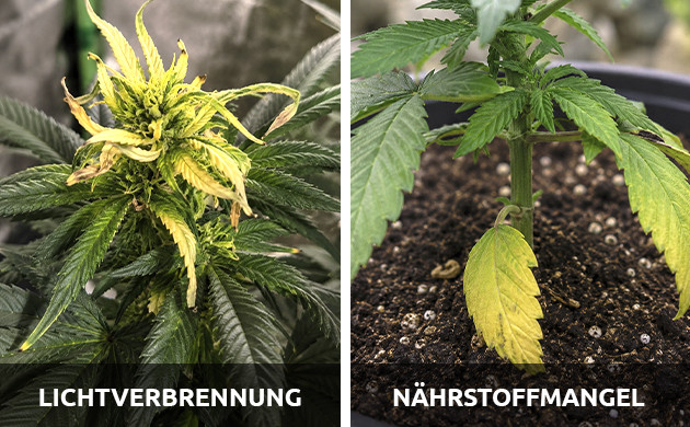 Marihuana-Blatt Probleme