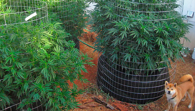 Marihuana Pflanzen blühen