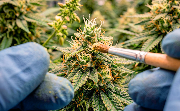 zwittrige Cannabispflanze