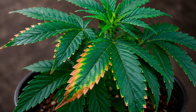 LED-Licht verbrennen Cannabis