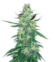 White Widow Autoflower Cannabis-Samen Kaufen White Widow Autoflower (Seedstockers)