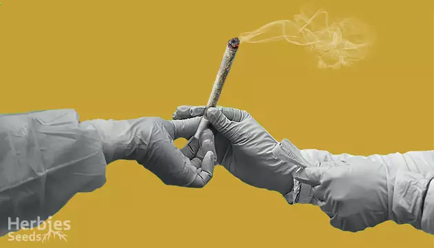 Marihuana und COVID-19