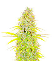 Candy Kush Fast Version feminisierte Samen zu verkaufen Candy Kush Fast Version (EGS)