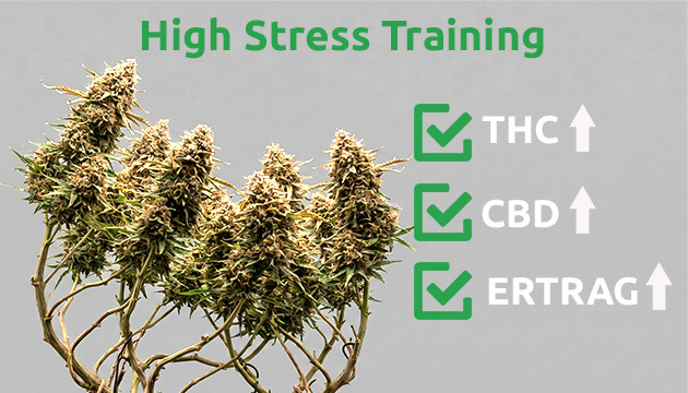 Wie HST Ihren Erfolg steigern kann wann man mit stressarmem Training beginnen soll