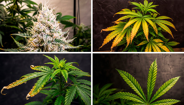Cannabis leichter Stress