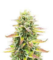 Tropicana Cookies Fast Flowering (Fast Buds) Cannabis-Samen zu verkaufen Tropicana Cookies Fast Flowering (Fast Buds)