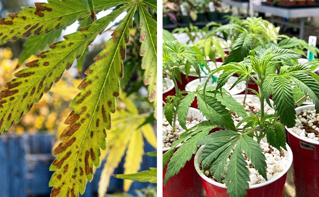 Was bedeutet Autoflowering?
