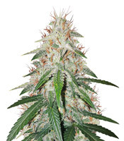 Blackberry Gum Autoflower (Seedstockers)