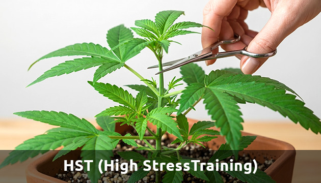 Cannabis mit hohem Stresstraining Autoflower für Training mit geringem Stress