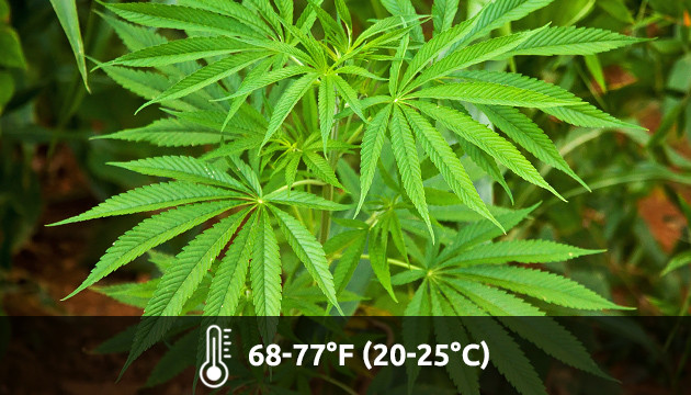 temperature for growing weed