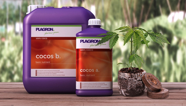 beste Kokos Kokos für Cannabis