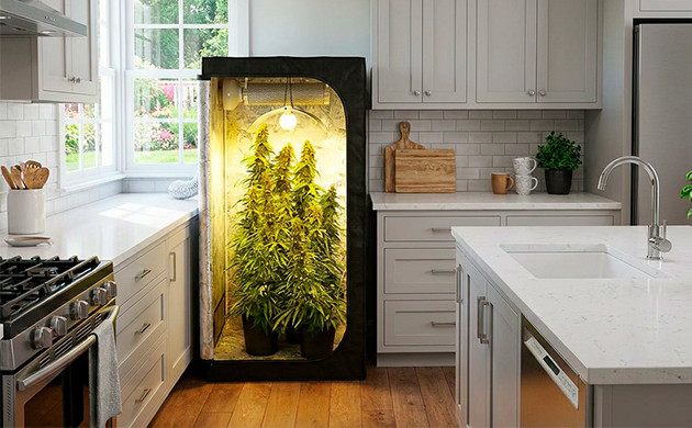 Cannabis-Geruchskontrolle