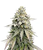 Cookies Gelato (Royal Queen Seeds)