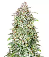 Forbidden Runtz Auto Cannabis-Samen Kaufen Forbidden Runtz Auto (Fast Buds)