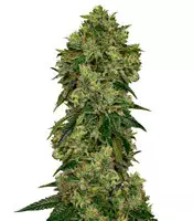 Glookies (Barney's Farm) Cannabis-Samen zu verkaufen Glookies (Barney's Farm)