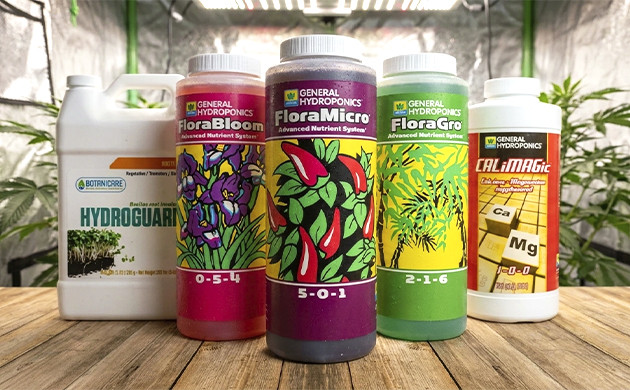 hydroponic cannabis