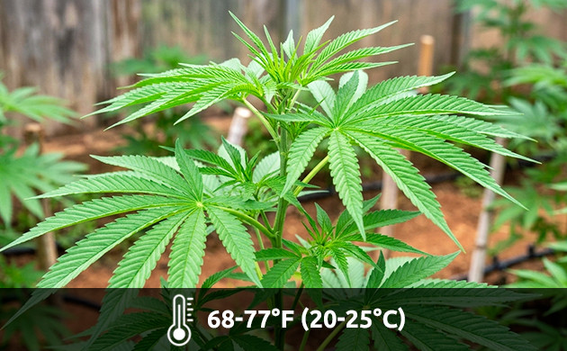 Vegetative stage temperature for growing weed