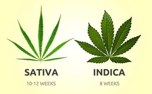 beste schnell wachsende Marihuana-Sorten
