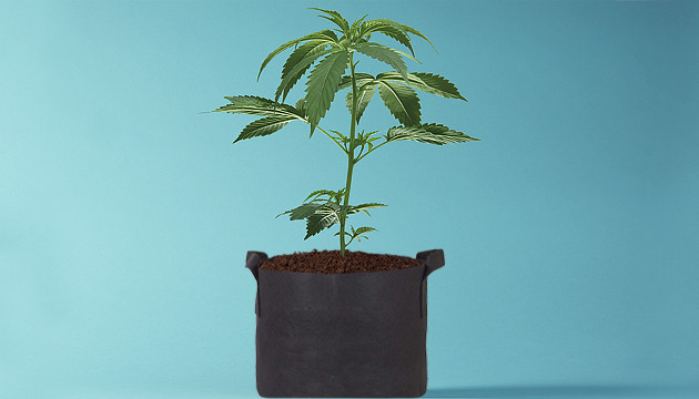 wie man Cannabispflanzen gießt