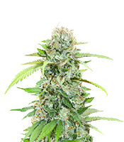 The White Fire OG feminisierte Samen zu verkaufen The White Fire OG (Seedkeepers)