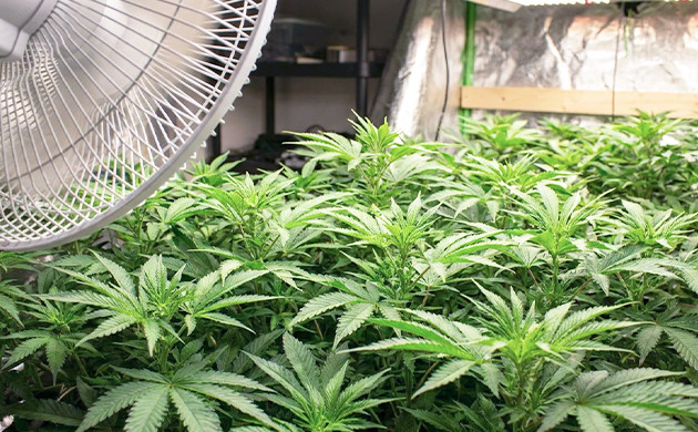 Indoor gardens ideal temperature for cannabis