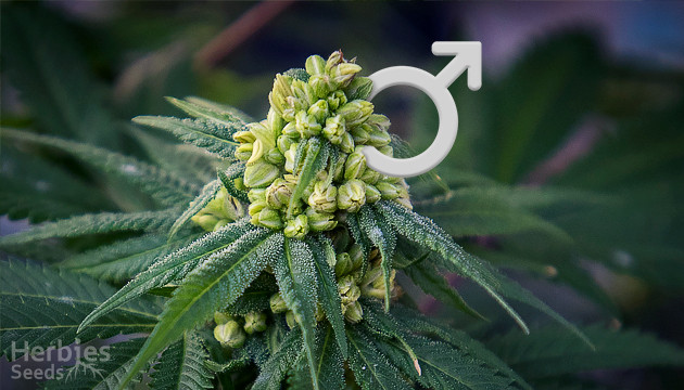 Männliche Cannabispflanzen