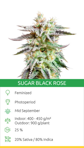 Zucker schwarze Rose Canabis Samen