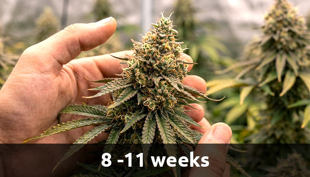 Cannabispflanze auf Blüte reife Marihuana-Pflanze