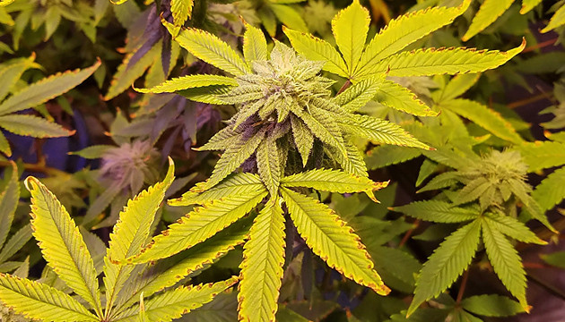 lila Cannabis-Sorten