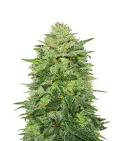 Triple Cheese (Barney's Farm) Cannabis-Samen zu verkaufen Triple Cheese (Barney's Farm)