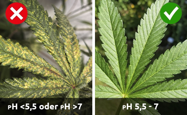 Mangel an Cannabispflanzen