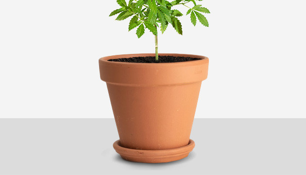 grow bags vs pots