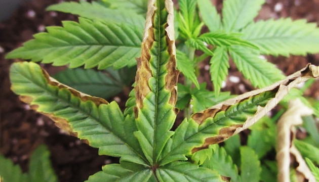 Probleme mit Cannabispflanzen