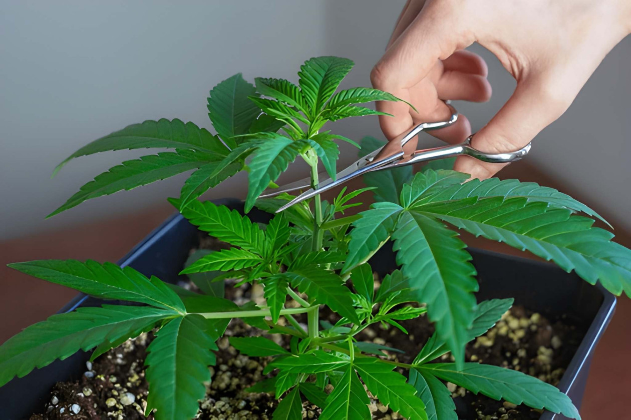 gekappte vs nicht gekappte cannabispflanzen