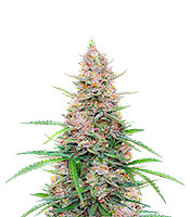 Sour Jealousy Auto feminisierte Samen zu verkaufen Sour Jealousy Auto (Fast Buds)