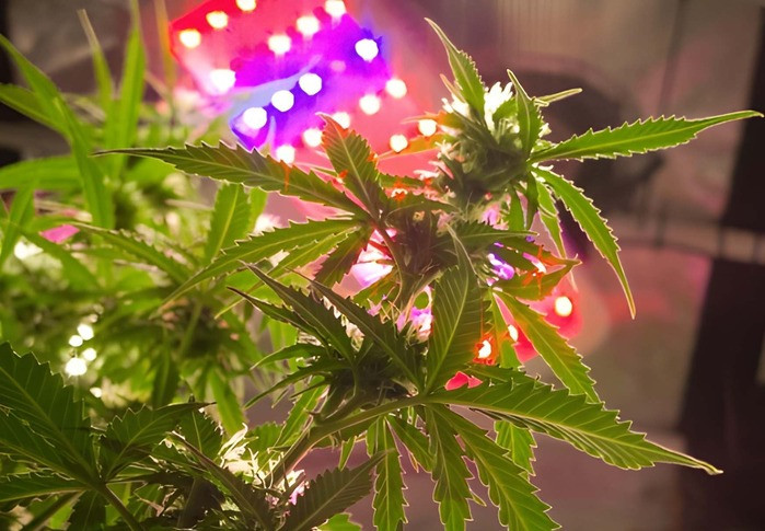 wechsel von wachstum in die bluetephase